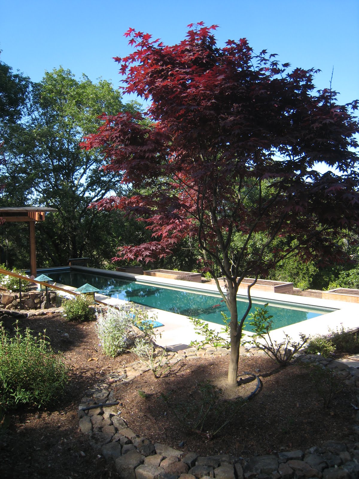 The pool in Sonoma