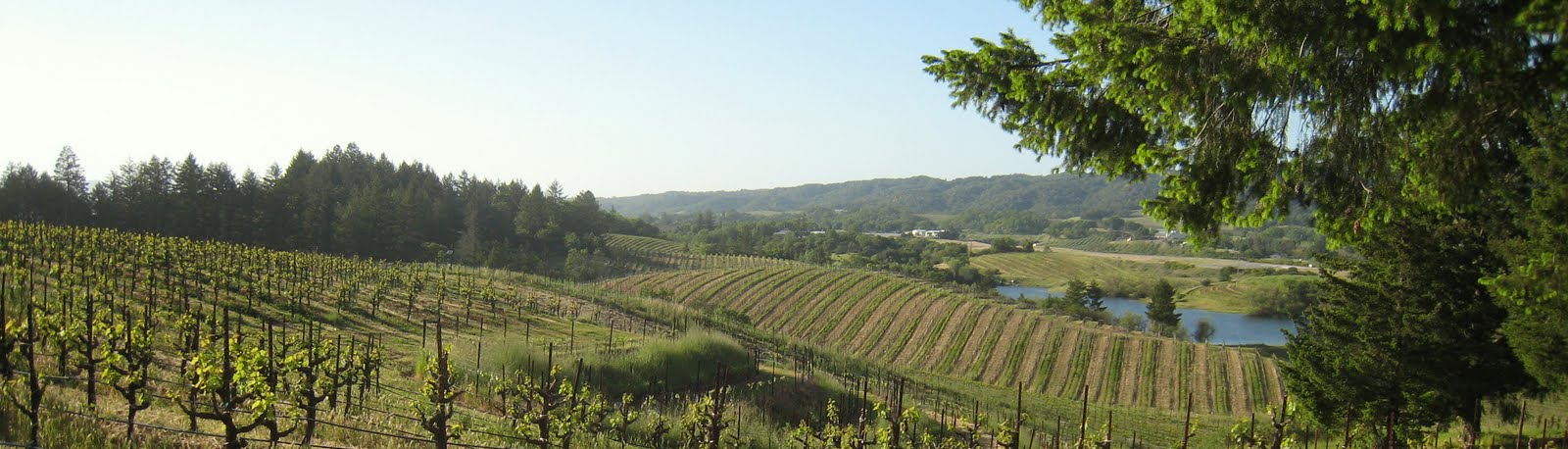 Sonoma