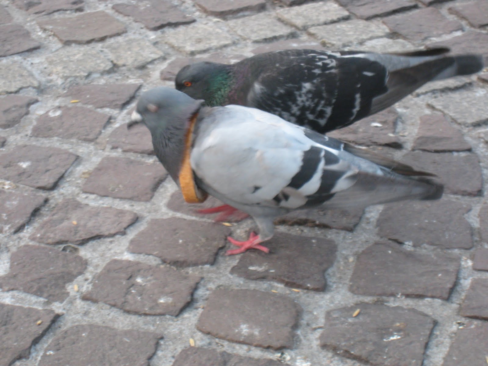 Pigeon #2