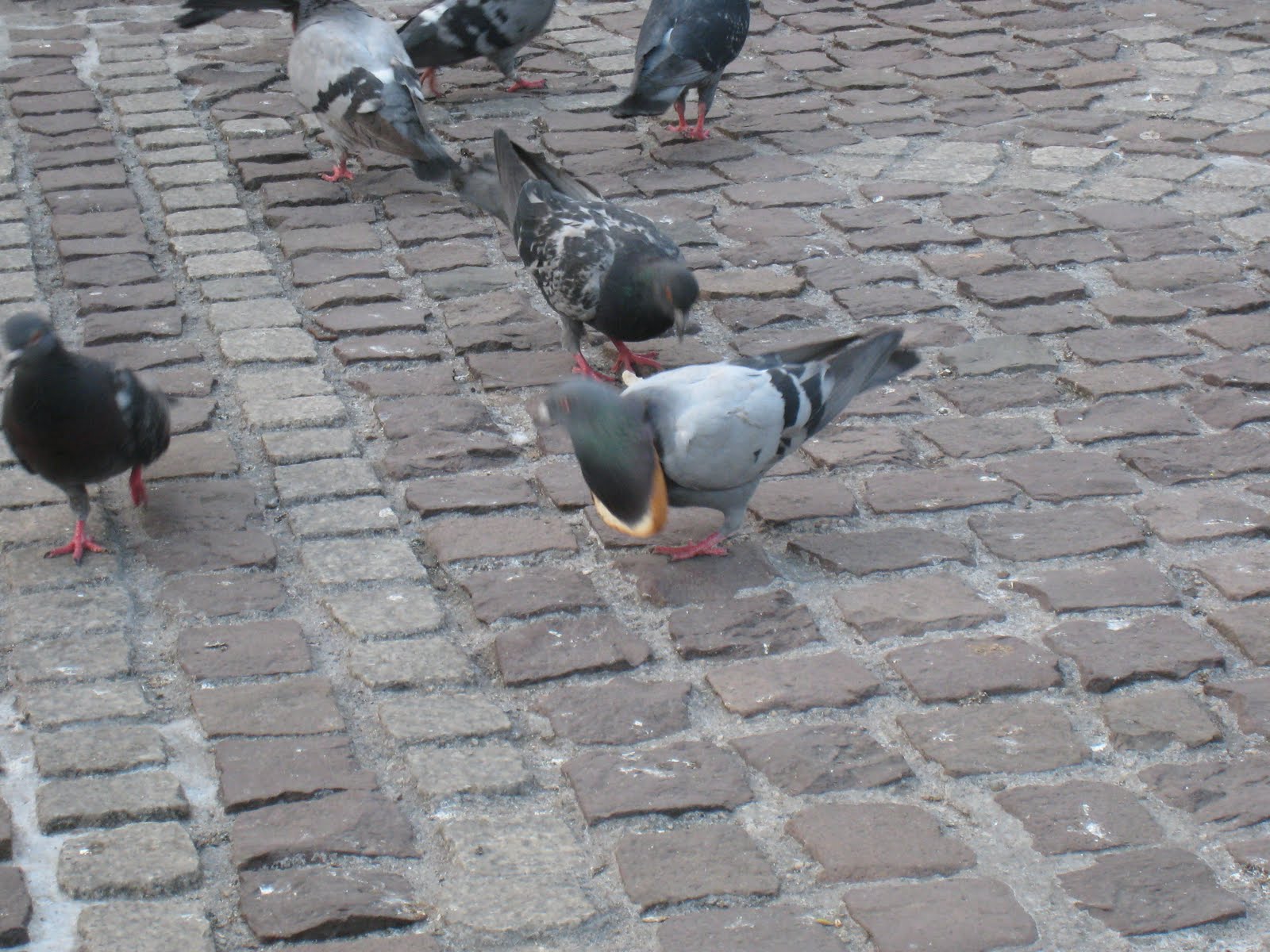 Pigeon #1