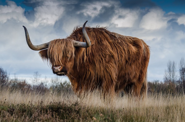Introducing: The Yak Shaving Series